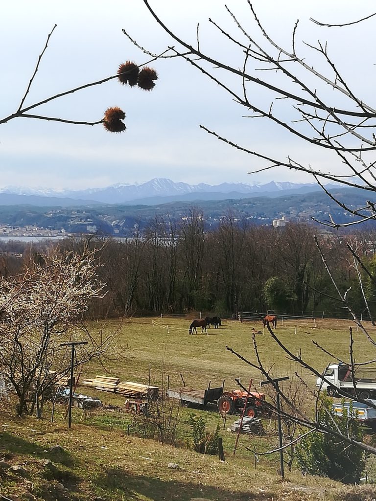 Pascolo invernale